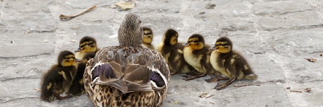 Leadership